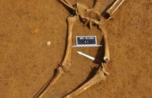 Znaleźli szkielet żołnierza spod Waterloo