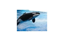 Drapieżne orki dziesiątkują wieloryby