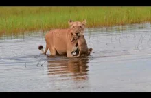 Przeprawa wodna lwicy i młodych