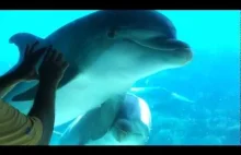 Ciekawy sposób na przykucie uwagi delfina