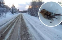 Setki martwych ptaków spadło z nieba na drogę w Szwecji