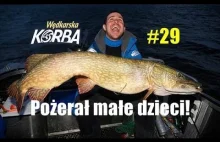 Rekordowy szczupak 130 cm! Gumy na ogromne szczupaki, Wędkarska Korba #29