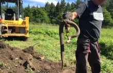 W Estonii operator koparki znalazł pod zwalonym murem dwumetrową żmiję