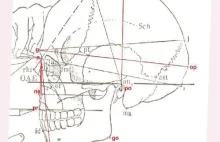 Rasa. Anrtopologia i antropometria rasowa.