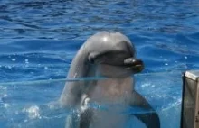 W Turcji znaleziono bardzo rzadkie bliźnięta syjamskie delfina