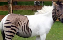 Zebroid – krzyżówka zebry z koniem