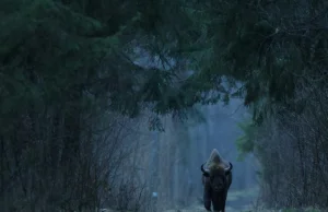 Puszcza Białowieska jest starsza niż Polska. Oto krótka historia...