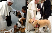 Czy psy pójdą do nieba? Czy Franciszek podważa katolicki dogmat?