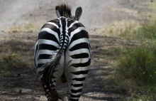 Zebra na gigancie. Skąd się wzięła na środku małej wsi?