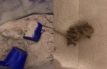 Dead mouse found in a bag of Myprotein protein powder