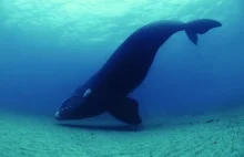 Wieloryb grenlandzki - najdłużej żyjący ssak na świecie!