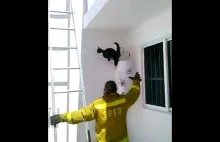 Strażak ratuje kota który nie chce dać się uratować. >(⚆ᴥ⚆)<