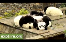 Bawiące się pandy