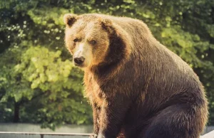 Polacy zaatakowani przez niedźwiedzia w Armenii. 33-latek zginął.