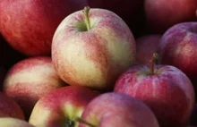Rosyjskie embargo na jabłka pośrednio uderzyło w branżę przetwórczą