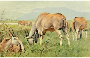 Jeleń, łania i łoś – skąd się wzięły nazwy zwierząt