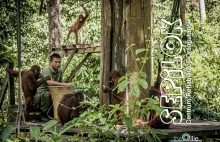 Człowiek z lasu - nasz kuzyn Orangutan