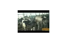 prawdopodobnie największa farma świata: 32 tysiące krów