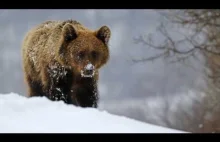 Z życia Bieszczadników - oko w oko z niedźwiedziem i radość rąbania