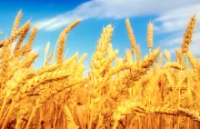 Wartości odżywcze zbóż – kasza jaglana na 100g MASY