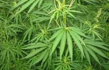 Zimbabwe legalizuje marihuanę medyczną