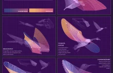 Jak różne zwierzęta poruszają skrzydłami