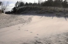 Dwa martwe morświny znalezione nad Bałtykiem. "Niepodważalne ślady...