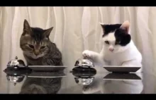 Cats : Waiter Please!!