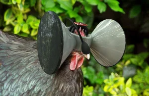 Oculus Rift dla kurczaków