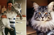 Koty Maine Coon w rozmiarach XXL. Jak małe lwy