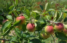 Polskie jabłka „nie chwyciły” w Chinach