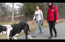 Advanced Dog Training Methods - Dog Training Commands