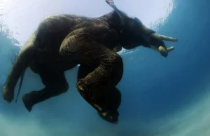 Pływające słonie