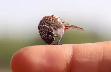Artysta tworzy miniaturowe ptaki cięte z papieru