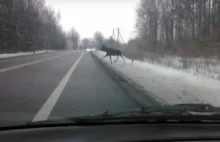 WIDEO: Spacer łosi po drodze krajowej nr 19. w miejscowości Zalesie