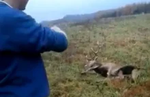 Myśliwi znęcają się nad postrzelonym jeleniem.