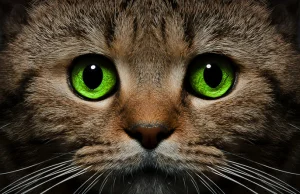 Kocur paranormalny - niesamowite zdolności kotów