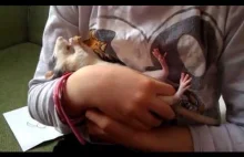 Zadowolony szczur leżąc na plecach zajada placki ziemniaczane.