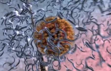 Ciekawa animacja przedstawiająca jak wirus atakuje nasze ciało