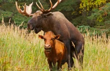 Canada: Moose Escapes from Zoo and Goes on Cow-Raping Rampage