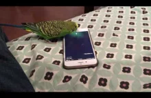 Papużka uruchamia Siri.