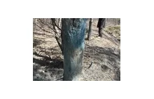 Trujące chemikalia barwią w lesie drzewa na niebiesko