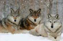 Jak ogromny wpływ na ekosystem miało wprowadzenie wilków w parku Yellowstone