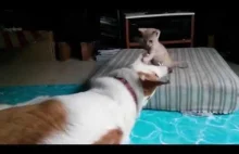 Śmieszna walka kota z psem