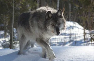 Desant kanadyjskich wilków w amerykańskim parku narodowym Isle Royale