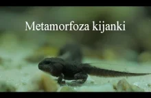 Metamorfoza kijanki ropuchy szarej