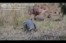 Krokodyl Cwaniak Próbuje Zabrać Zdobycz Lwom