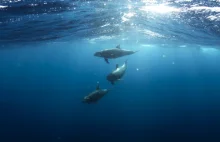Martwe delfiny na brzegu Oceanu Atlantyckiego