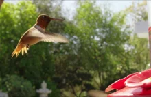 Kolibry w zwolnionym tempie