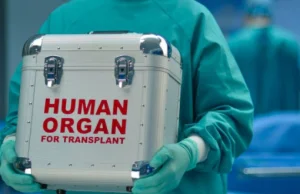 Mrożone królicze nerki nowym źródłem organów do transplantacji?
